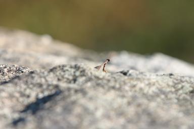 PeaksOfOtter_1777.jpg