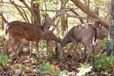Fearless deer