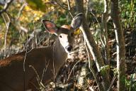 Check out this doe's eyelashes