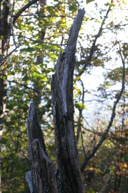 PeaksOfOtter_1976.jpg