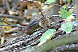 Zippy little chipmonk
