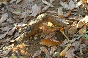 Exposed root
