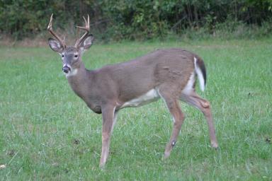 Three point buck