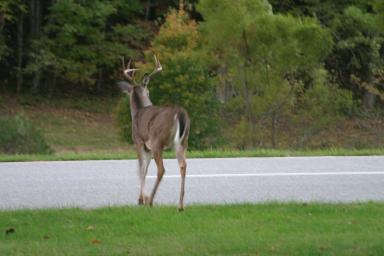Deer crossing road