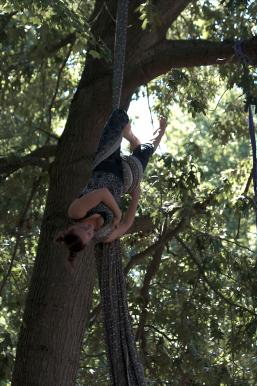 Tree nymphs climbing silks in trees.
