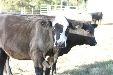 Cows