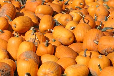 IMG_2288.jpg